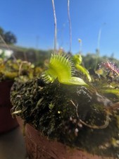 Dionaea muscipula Autokrator -