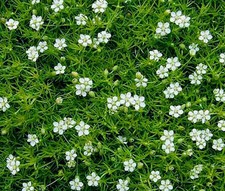 IRISH MUSS PEARLWORT Sagina
