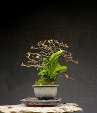 Bonsai di Carpino resistente