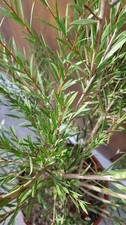 Callistemon rigidus