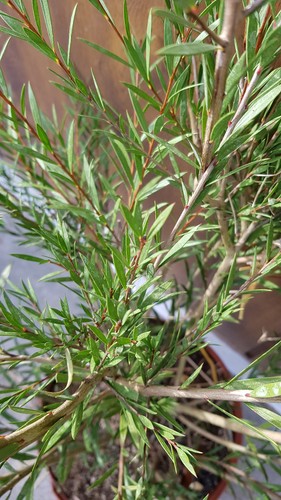 Callistemon rigidus