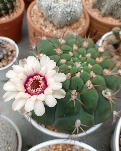 Gymnocalycium plantii - 7-10, cm.