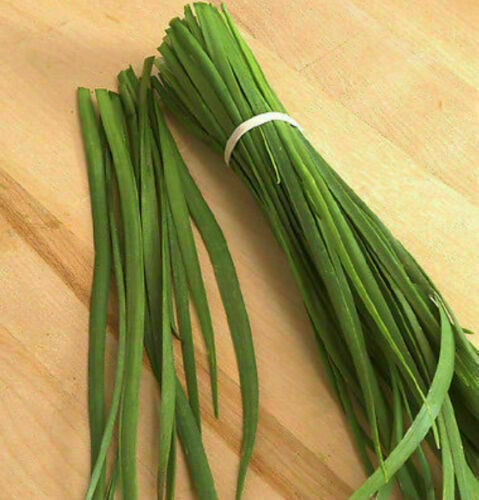 Allium tuberosum aglio - tuberosum,