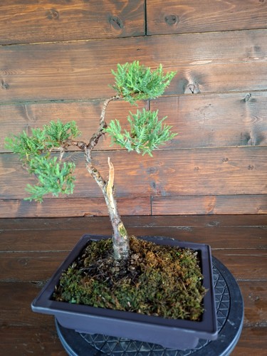 Bonsai ginepro visita il - di,