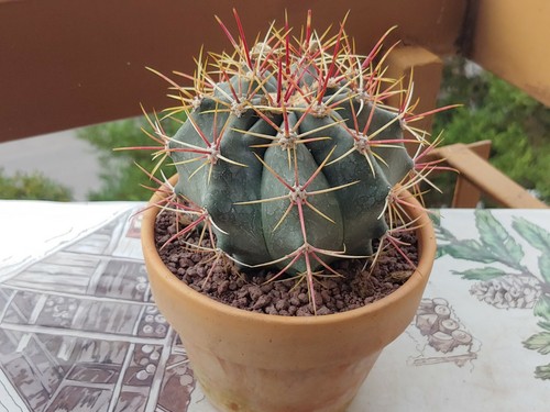 Ferocactus gracilis cactus - gracilis,
