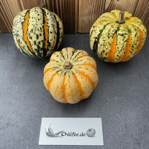 Zucca glande ghianda - zucca, al