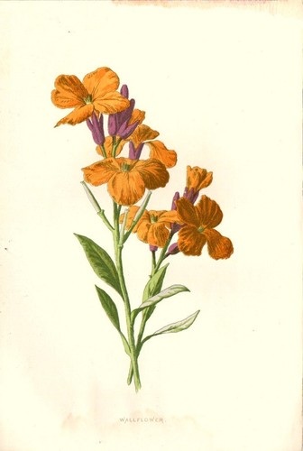 1890 prugnolo antica - 1890,