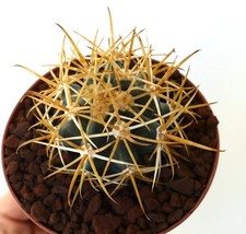 Ferocactus chrysacanthus