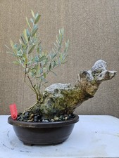 Old European Olive Bonsai