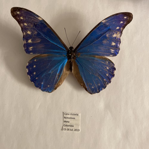 Entomologia morpho rhetenor - entomologia*morpho,