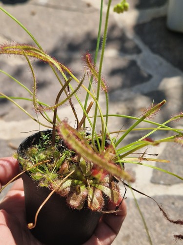 Mix drosera capensis - mix, 2:
