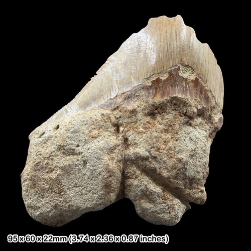 Megalodon shark tooth fossil - shark,