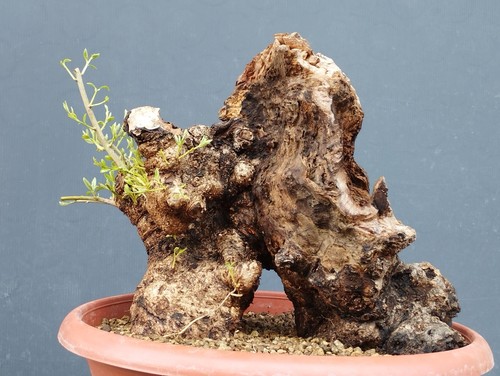 Pre bonsai olivastro - di,