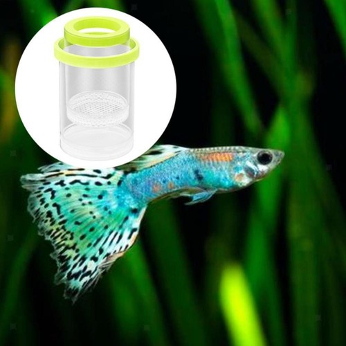 Plastic fish breeding - fish,