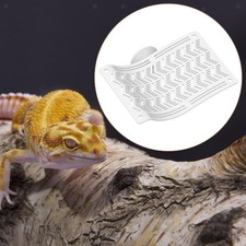 Hammber Dragon barbuto di