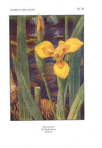Stampa antica fiori liberty - fiori,