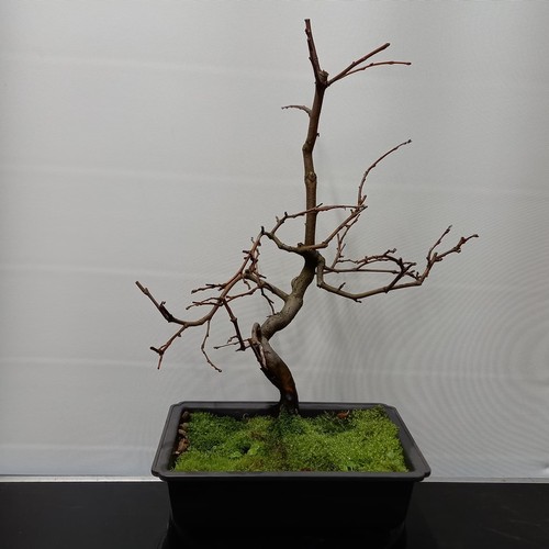 Bonsai pseudocydonia - di,