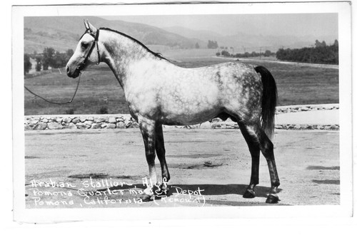 Cartolina cavallo stallone - cartolina,