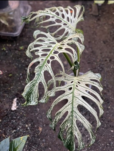 Monstera devil monster high - monstera,