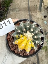 Discocactus horstii variegated