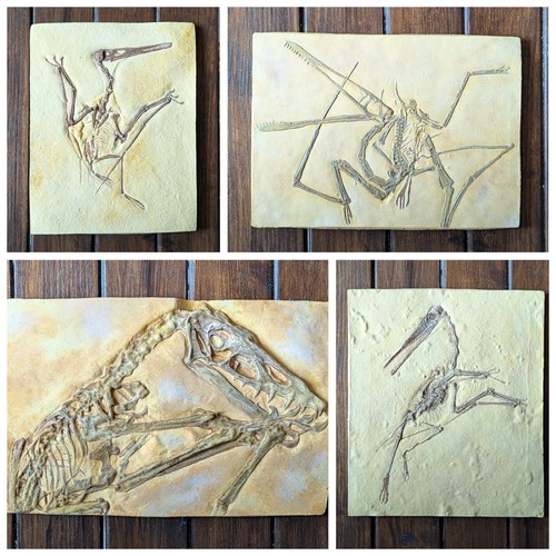 Pterosaur skeleton replicas - replicas, |
