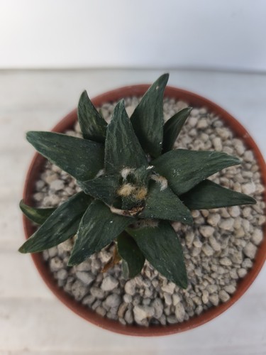 Ariocarpus furfuraceus root - ariocarpus,