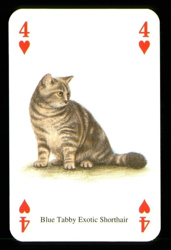 Playing card a cat - playing,