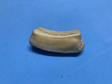 Dente Fossile di Cinghiale