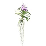 Plant in a Box - Orchidea Vanda - Lilla - L - Altezza 60 cm