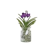 Plant in a Box - Vanda 'Bose' in vaso - Orchidea - Blu - Altezza 45 cm