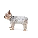 Amazon Basics Pannolini usa e getta per cani maschi, misura XS, confezione da 30, Bianco