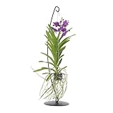 Plant in a Box - Vanda con supporto - Blu - Altezza supporto 70 cm