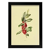 Nacnic Manifesto di Agrifoglio. Collezione floreale vintage. Cornici decorative per il tuo soggiorno, camera da letto, casa. Stampa di arte da parete. Dimensioni A4 con cornici nere