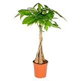 Bloomique - Pachira Aquatica - Albero dei Soldi - Cacao d’Acqua - Pianta da Interno - Purifica l’Aria - Facile da Curare - Alta 60-70 cm - Vaso 17 cm