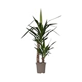 Plant in a Box - Yucca Elephantipes - Pianta d'appartamento - Vaso 17cm - Altezza 70-80cm