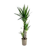 Plant in a Box - Tronchetto della felicità - Yucca elephantipes - Altezza 130-140cm - ⌀24cm