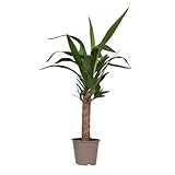 Plant in a Box - Tronchetto della felicità - Yucca elephantipes - Altezza 50-60cm - Pot 14cm - Pianta sempreverde