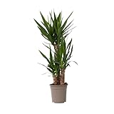 Plant in a Box - Yucca Elephantipes - Pianta d'appartamento - Vaso 21cm - Altezza 70-80cm