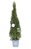 Vannucci Piante - Thuja occidentalis Smaragd, Tuia, Pianta vera in vaso, Conifera, Pianta da terrazzo