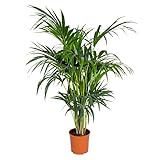 Bloomique - Howea Forsteriana - Palma Kentia - Pianta da interno - Disinquinante - Sicuro per gli animali - 120-140 cm di altezza - Vaso 24 cm