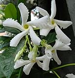 Falso Gelsomino "Rhyncospermum jasminoides” Pianta in vaso con canna h 70 cm Vivaio di Castelletto