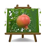 EURO PLANTS VIVAI Melograno Grossa di Faenza Pianta da Frutto su Vaso da 20 cm - Altezza 120~140 cm - Età 2 Anni