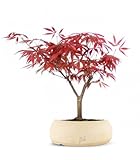 Acero Rosso Giapponese Altezza 30 cm, Pianta Vera, Bonsai- posizionare all'Esterno in una Zona Luminosa, Vaso Artigianale in Terracotta - Bianco