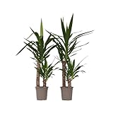 Plant in a Box - Yucca Elephantipes - Set di 2 - Pianta d'appartamento - Vaso 21cm - Altezza 80-100cm