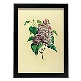 Nacnic Manifesto di Lilla. Collezione floreale vintage. Cornici decorative per il tuo soggiorno, camera da letto, casa. Stampa di arte da parete. Dimensioni A4 con cornici nere