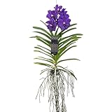 Plant in a Box - Orchidea Vanda - Blu - L - Altezza 60 cm