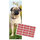 Calendario 2026 di carlino sottile | Calendario sottile di razza cane | 12 mesi | con adesivi organizzativi