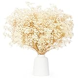 Fiori secchi Bouquet Gypsophila Essiccata 17 pollici 3500+ fiori bianchi avorio, rami di Naturale Gypsophila Fiori Secchi per ghirlande fai-da-te, casa, matrimonio, decorazioni per vasi, 7-285/40