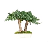 Bonsai di Ginepro Stabilizzato No Acqua e Manutenzione, Non richiede Terra o Potature - Decora i tuoi ambienti con Piante e Alberi Stabilizzati - 100% Naturale (25cm)