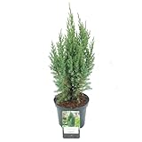 Ginepro cinese "Juniperus chinensis Stricta" pianta in vaso ø18 cm Vivaio di Castelletto
